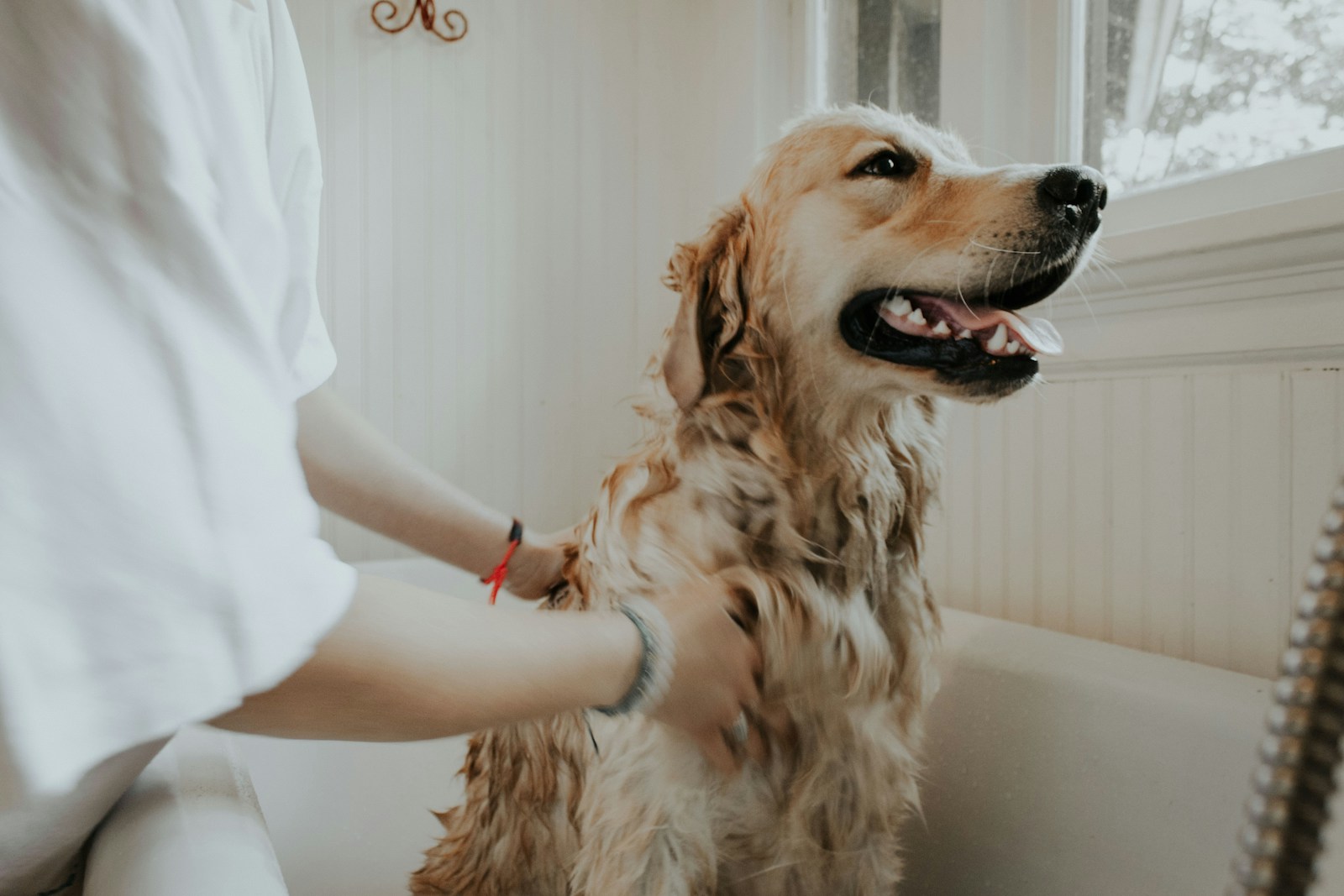 Beyaz küvette yıkanan golden retriever, pet bakım veya kuaför hizmeti